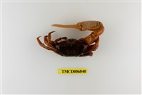 藏品(弧邊管招潮蟹)的圖片